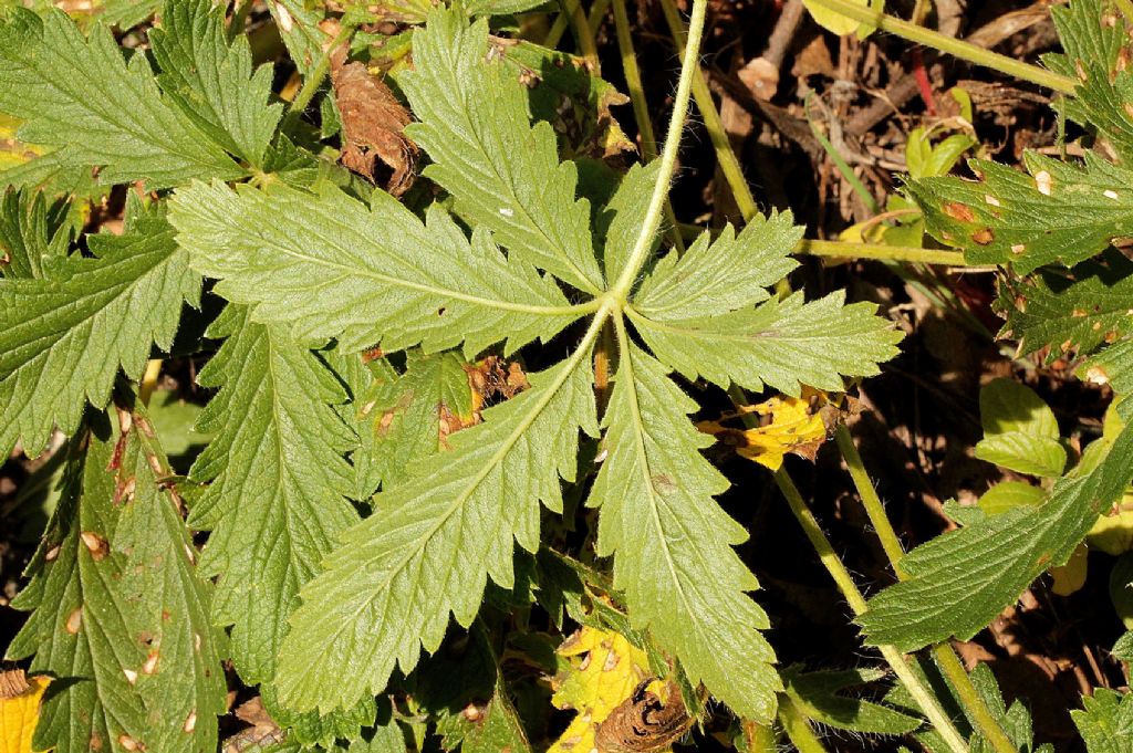 Potentilla recta